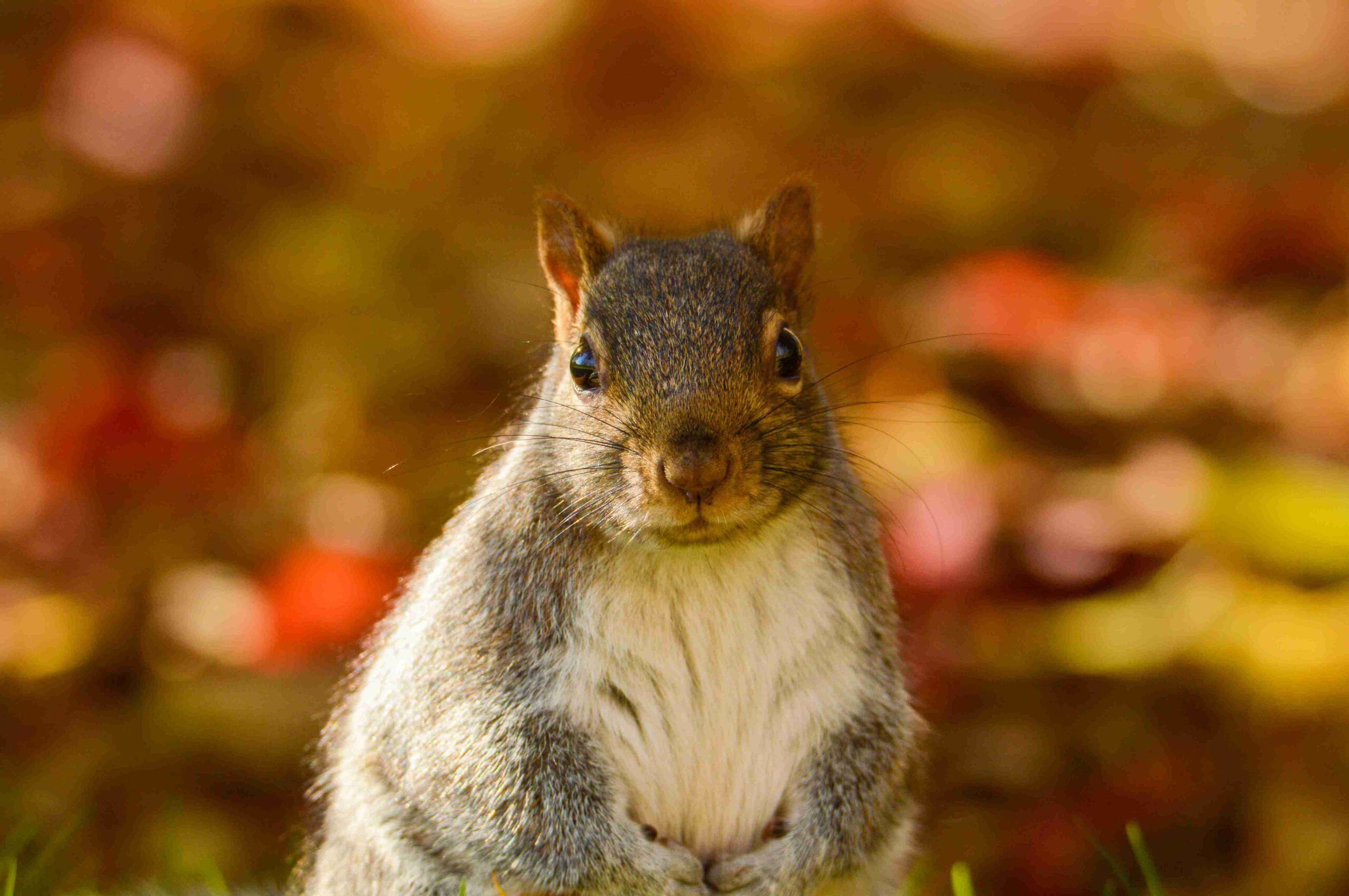 How To Stop Squirrels From Chewing Christmas Lights